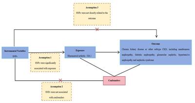 Rheumatoid arthritis and the risk of chronic kidney diseases: a Mendelian randomization study